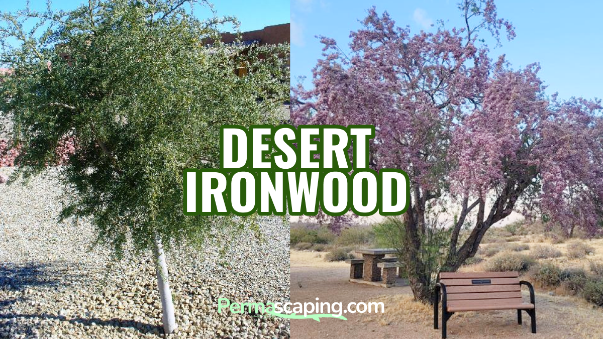 Tree Profile: Desert Ironwood